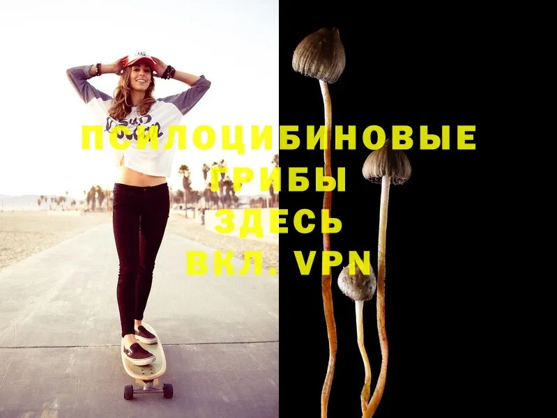 Псилоцибиновые грибы MAGIC MUSHROOMS  купить закладку  Щёкино 